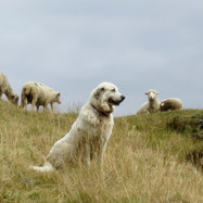 Pratique sportive et chiens de protection